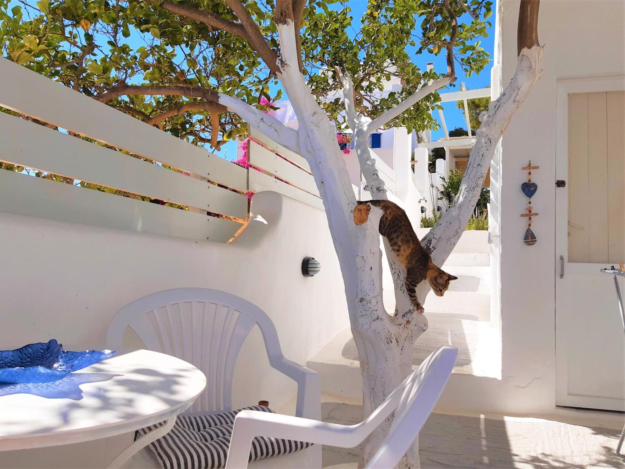 Lemon Tree Maisonette - Naoussa Paros Екстериор снимка